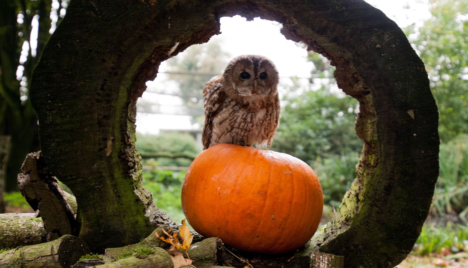 Owl on pumpkin